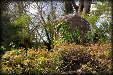 Behind the  hedgerow